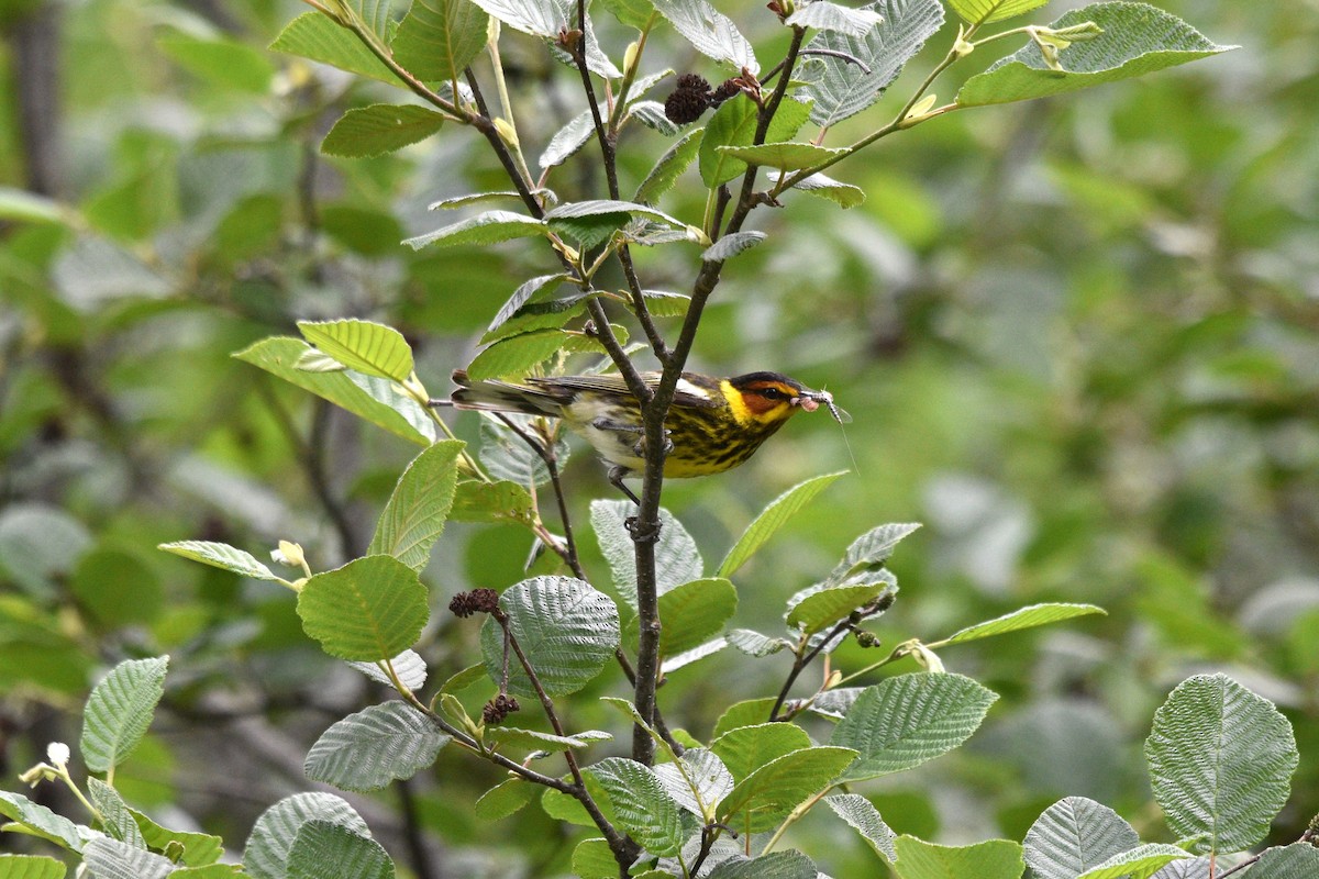 Cape May Warbler - ML621024026