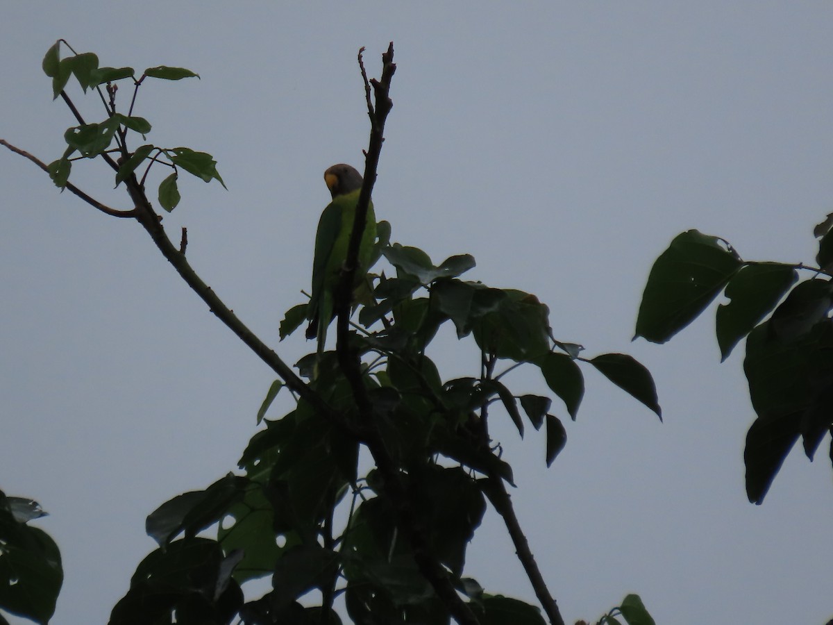 Plum-headed Parakeet - ML621024049