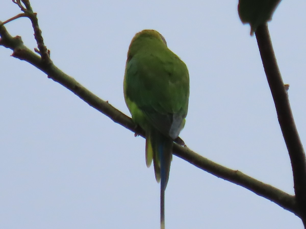 Plum-headed Parakeet - ML621024069