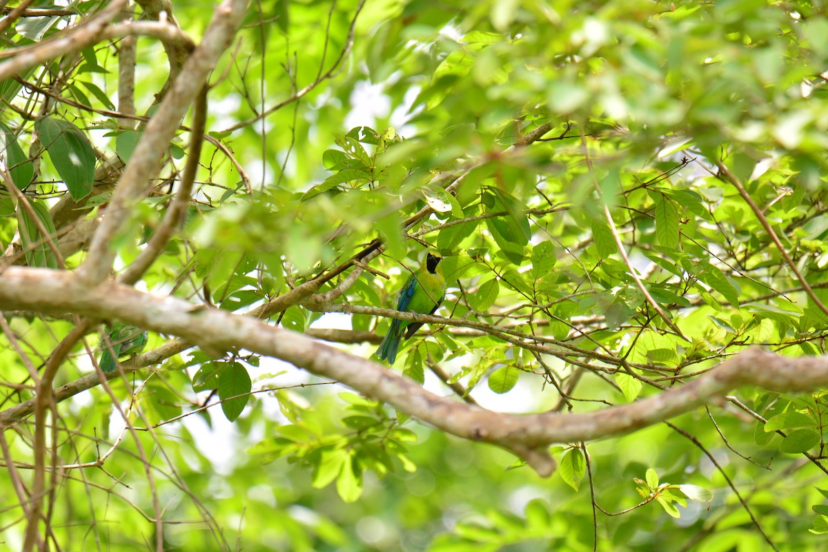 Blue-winged Leafbird - ML621024072