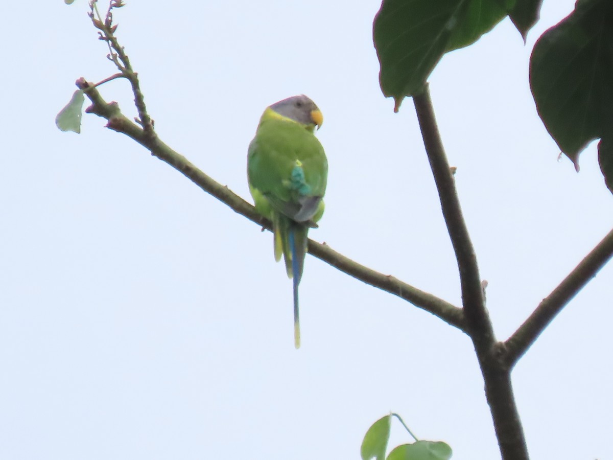 Plum-headed Parakeet - ML621024074
