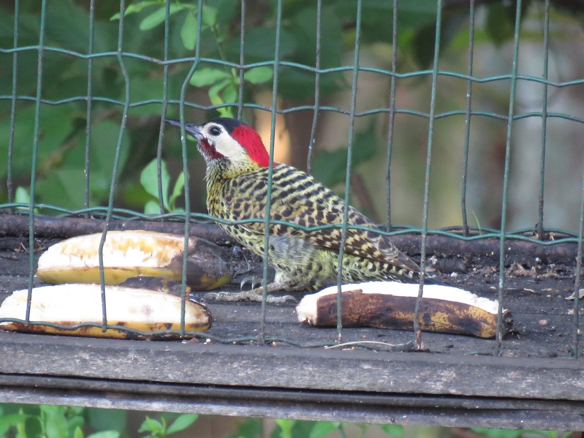 Green-barred Woodpecker - ML621024076