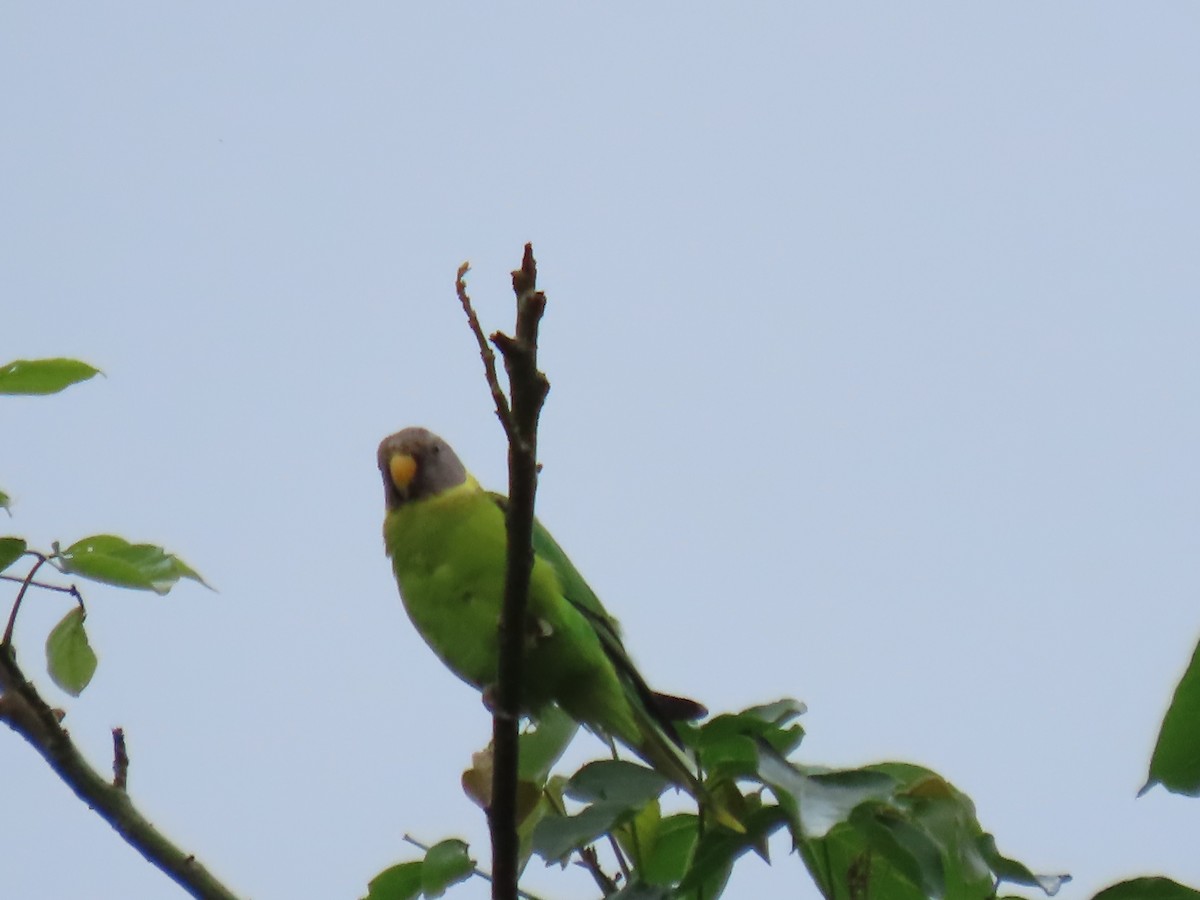 Plum-headed Parakeet - ML621024096