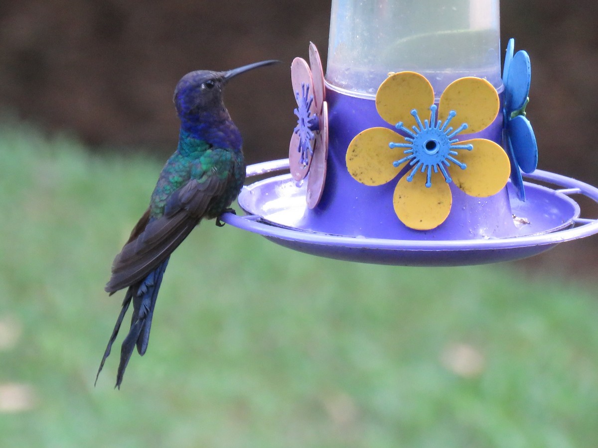 Swallow-tailed Hummingbird - ML621024102