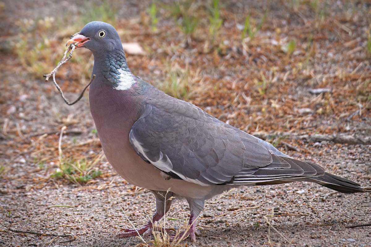 Common Wood-Pigeon - ML621024113