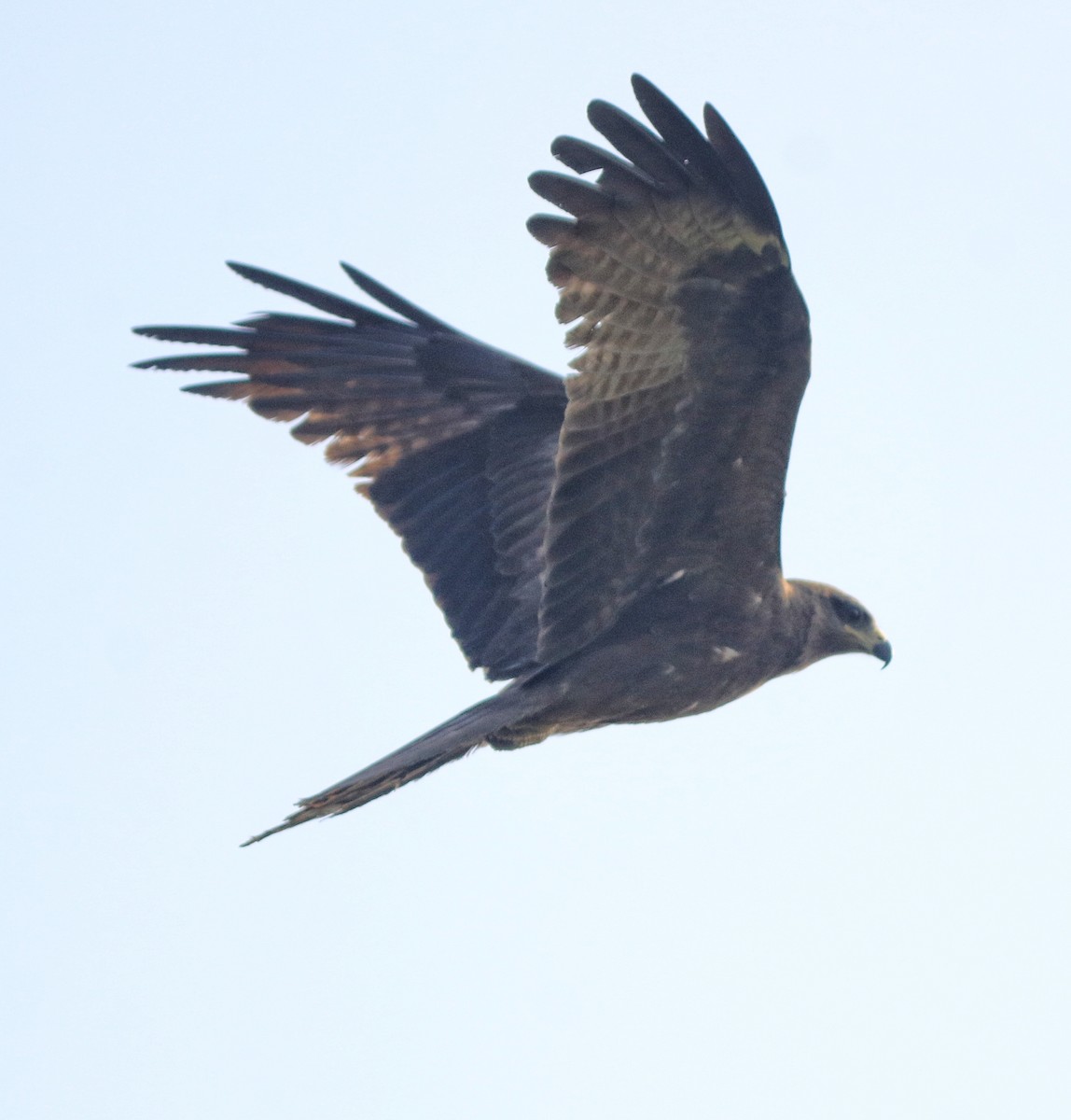 Black Kite - Afsar Nayakkan