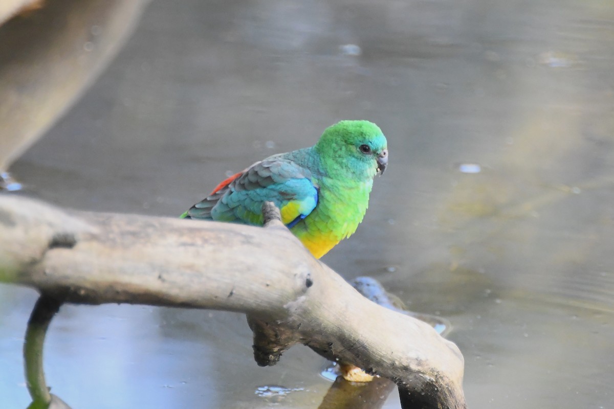 Red-rumped Parrot - ML621024165