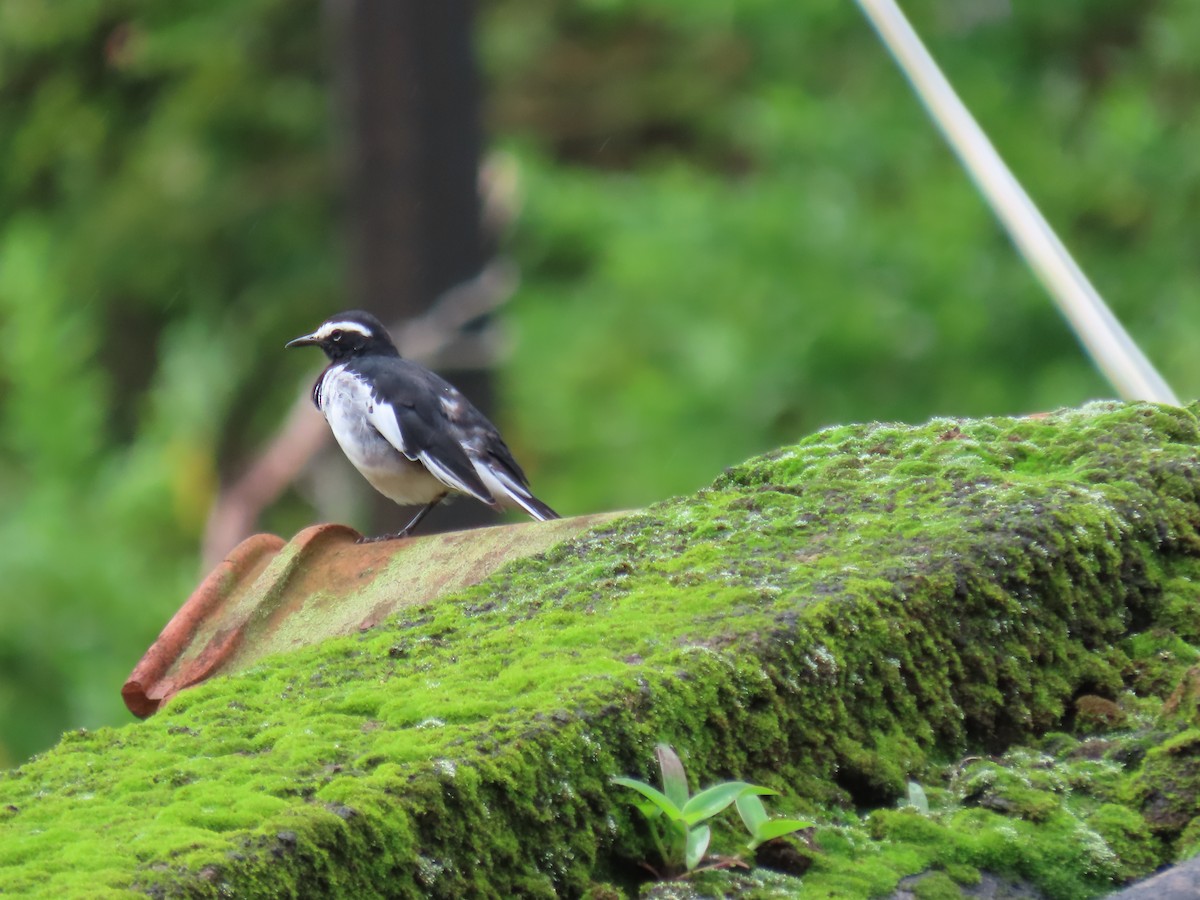 White-browed Wagtail - ML621024167