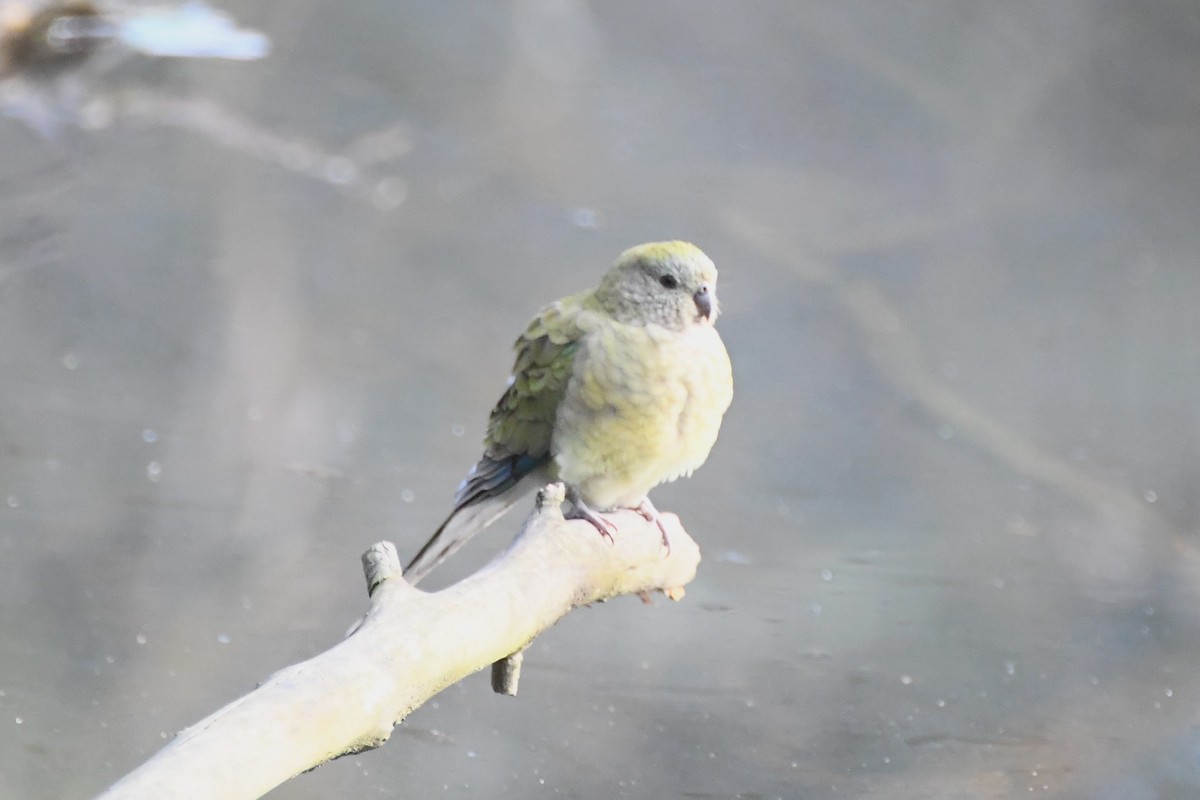 Red-rumped Parrot - ML621024169