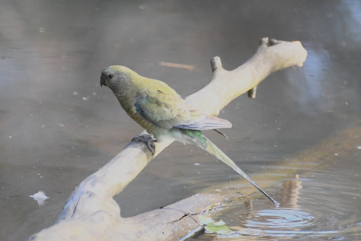 Red-rumped Parrot - ML621024170