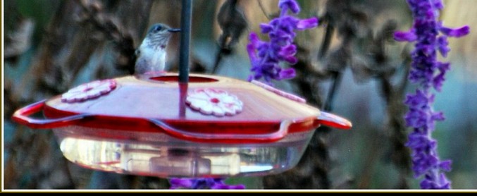 Calliope Hummingbird - ML621024171