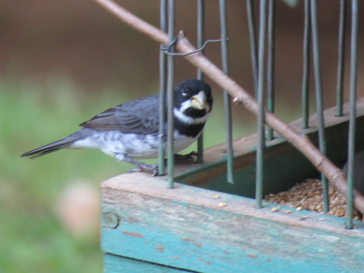 Double-collared Seedeater - ML621024172
