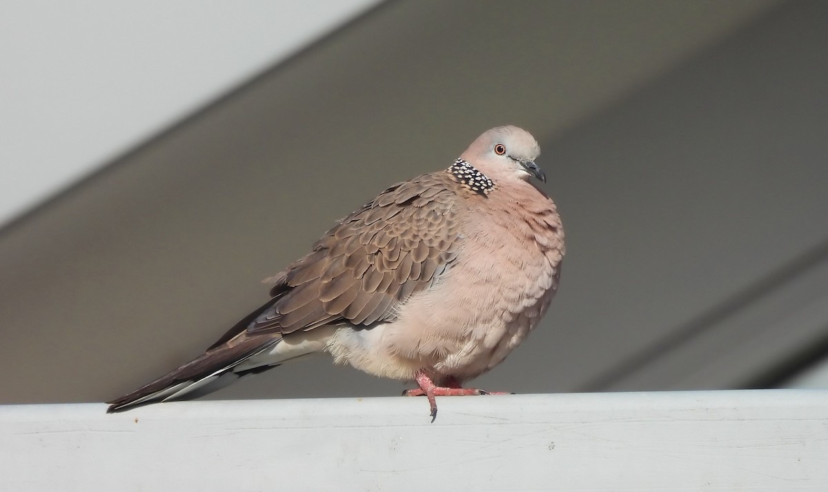 Spotted Dove - ML621024173