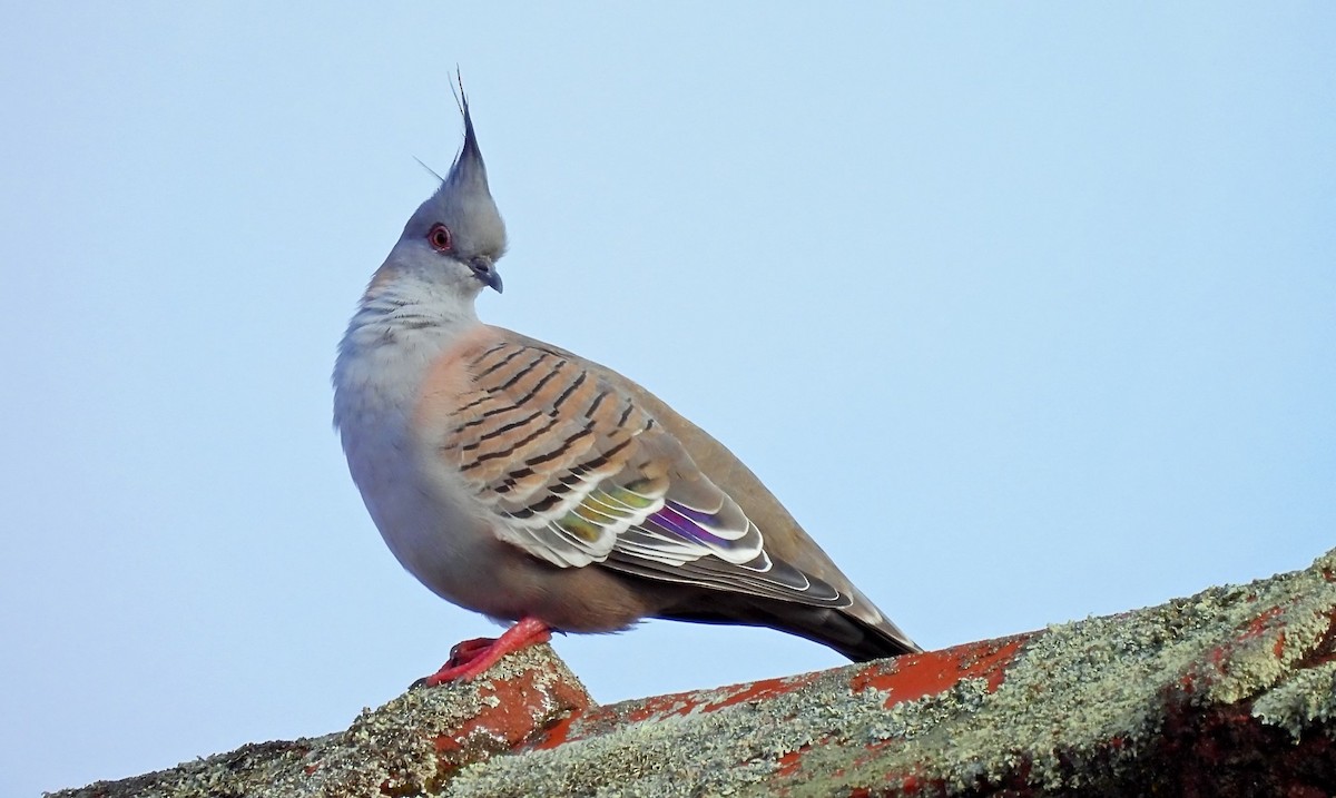 Crested Pigeon - ML621024174