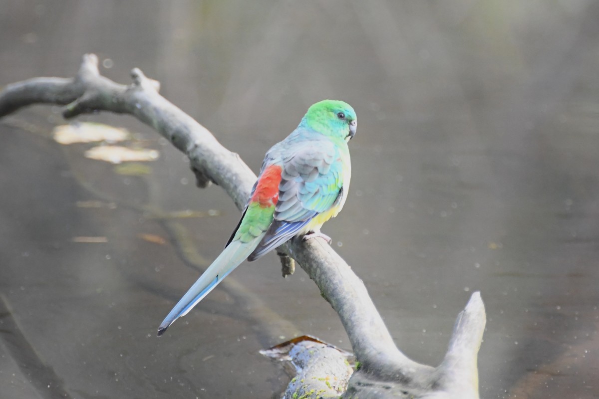 Red-rumped Parrot - ML621024176