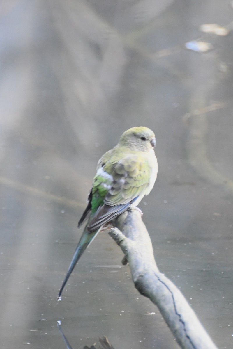 Red-rumped Parrot - ML621024179