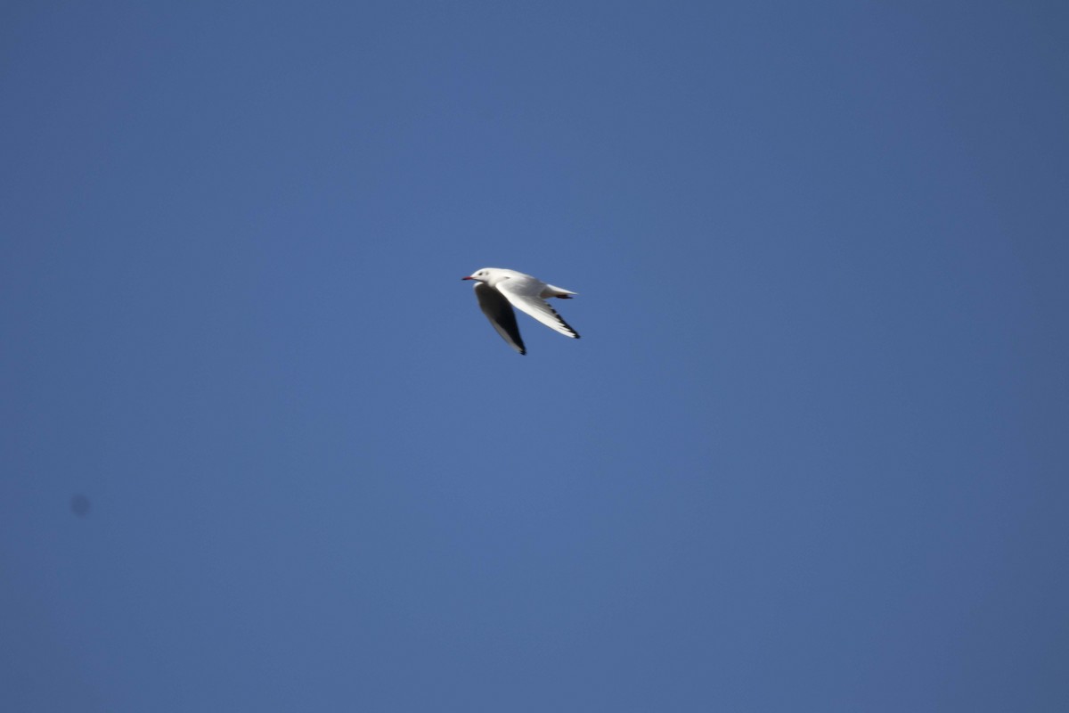 Mouette rieuse - ML621024206
