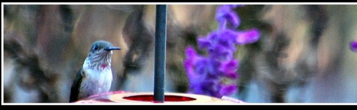 Calliope Hummingbird - ML621024208