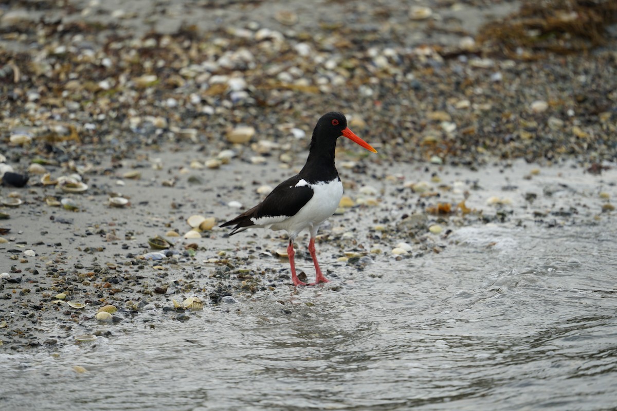 ústřičník velký - ML621024209