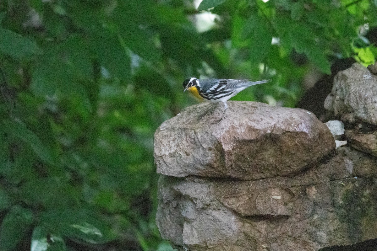 Yellow-throated Warbler - ML621024215