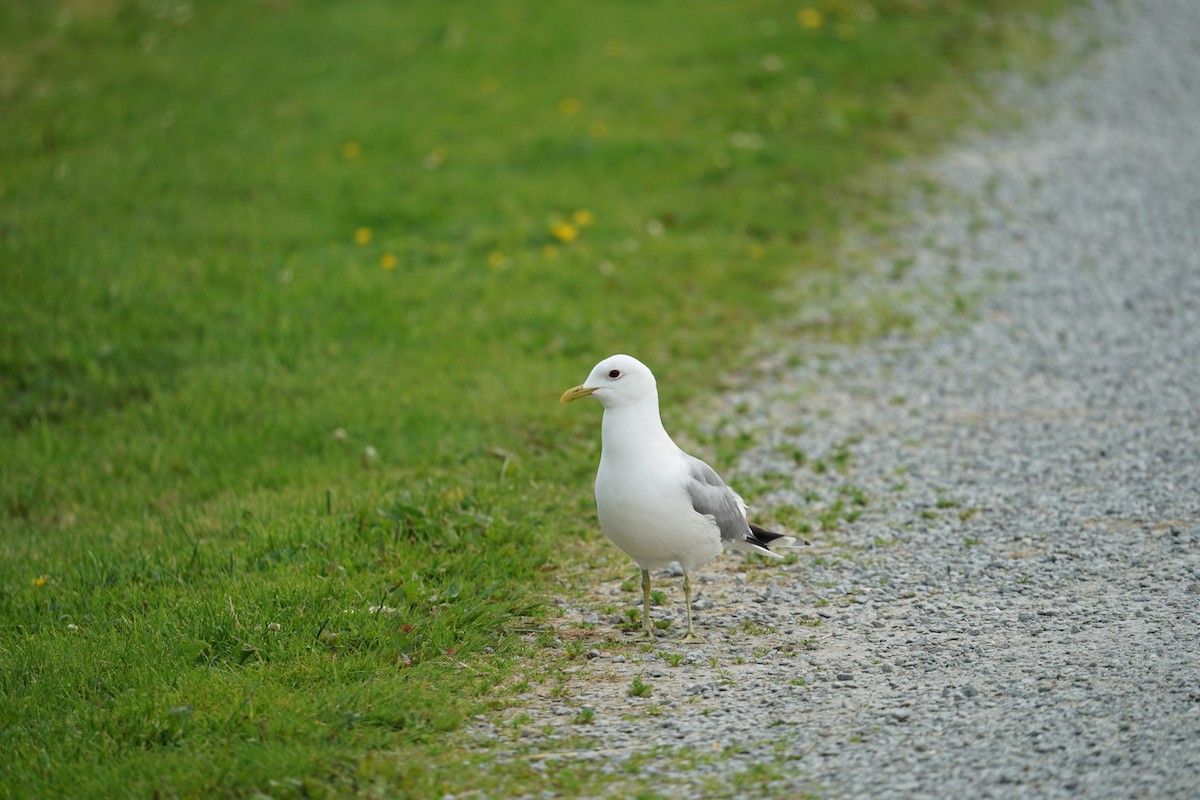 racek bouřní - ML621024216