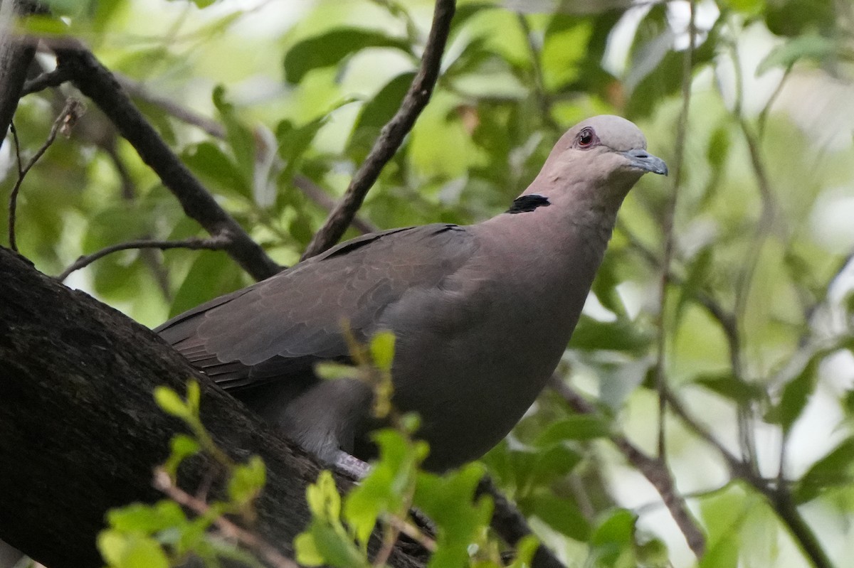 Red-eyed Dove - ML621024225