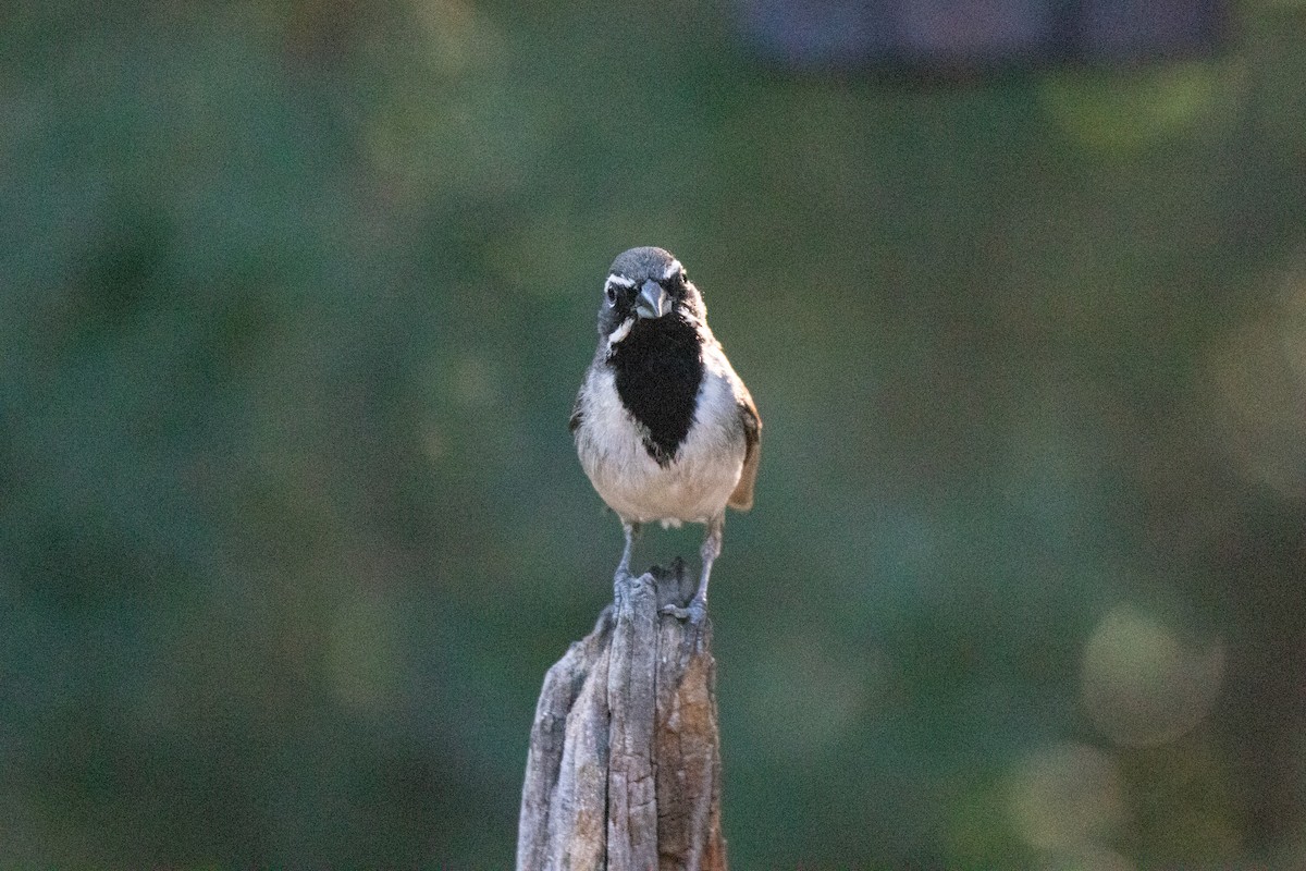 Black-throated Sparrow - ML621024237