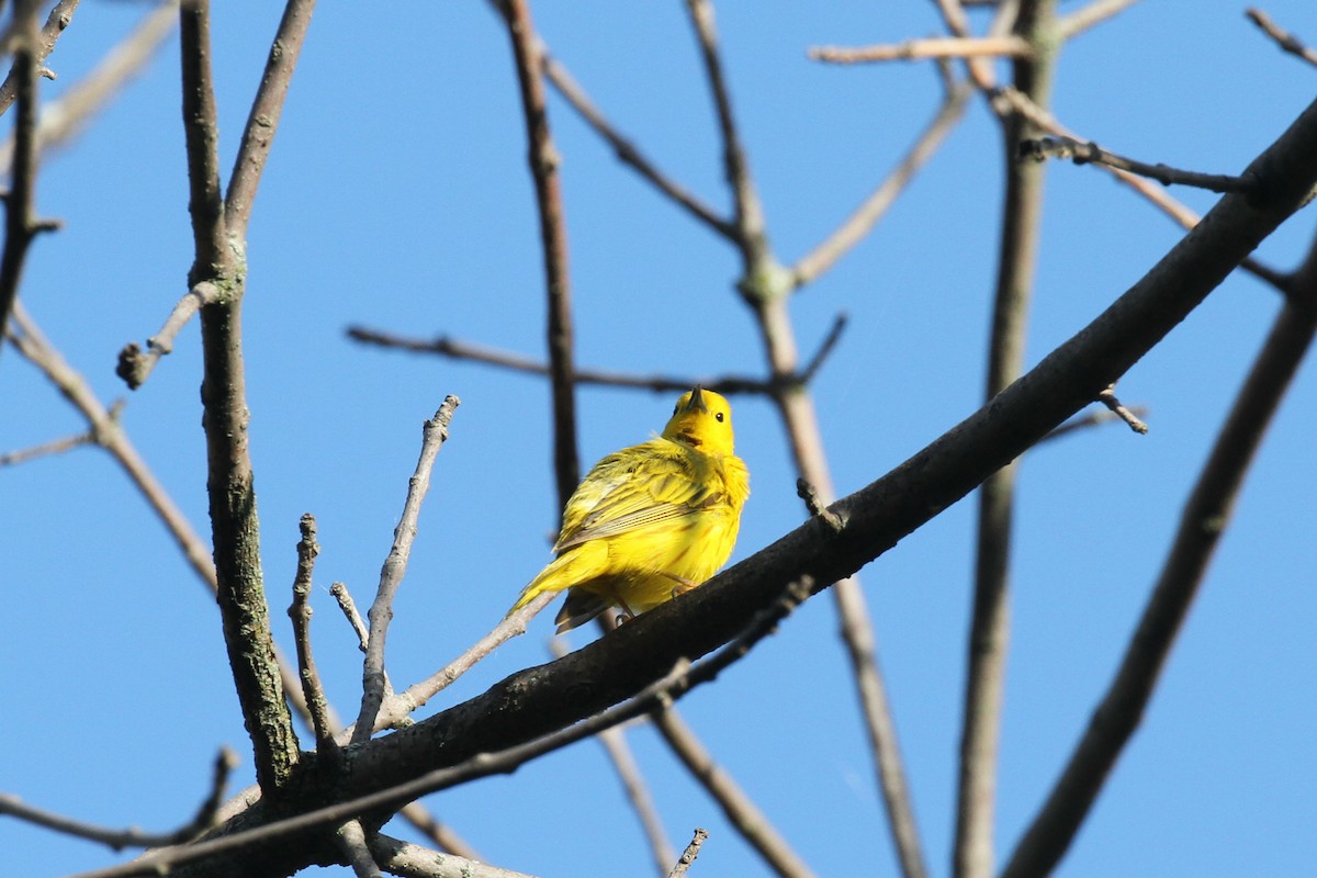 Yellow Warbler (Northern) - ML621024245