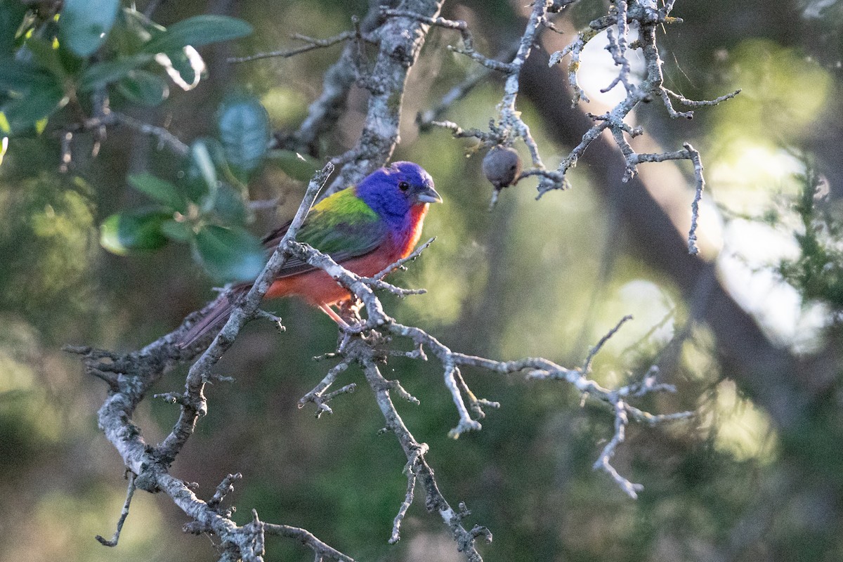 Painted Bunting - ML621024247