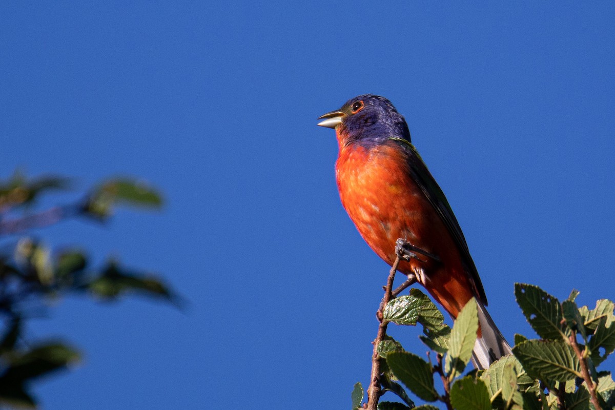Painted Bunting - ML621024253