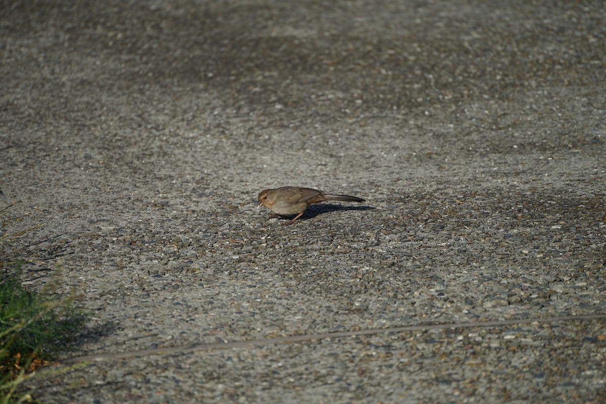 California Towhee - ML621024293