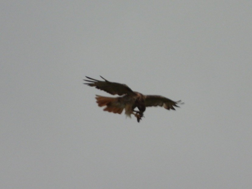 Red-tailed Hawk - ML621024298