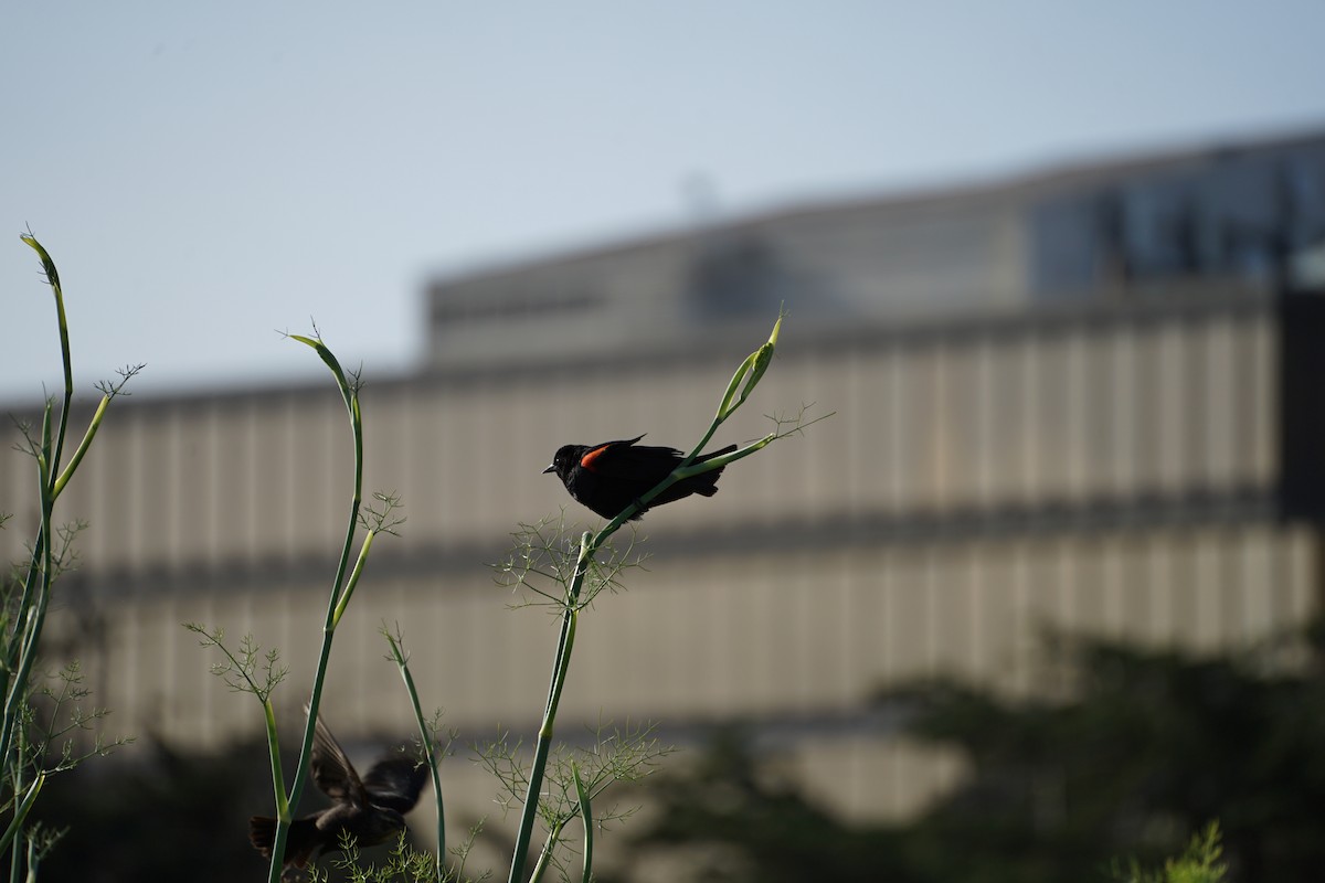 Red-winged Blackbird - ML621024305