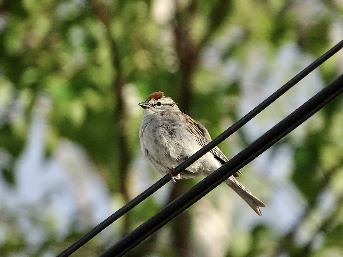 Chipping Sparrow - ML621024306