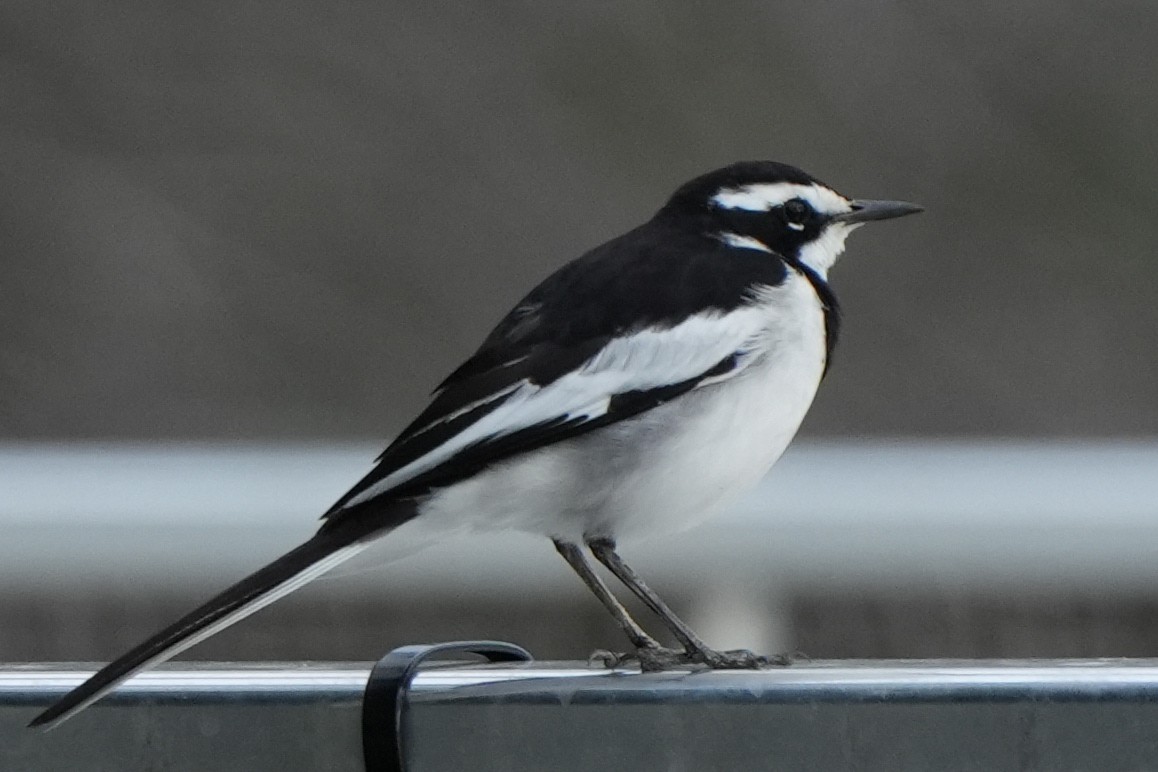 African Pied Wagtail - ML621024310