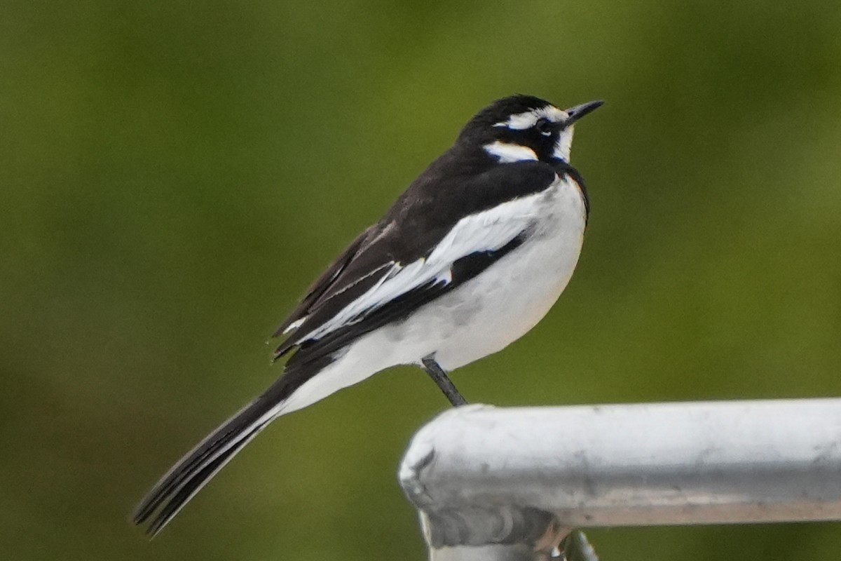 African Pied Wagtail - ML621024311