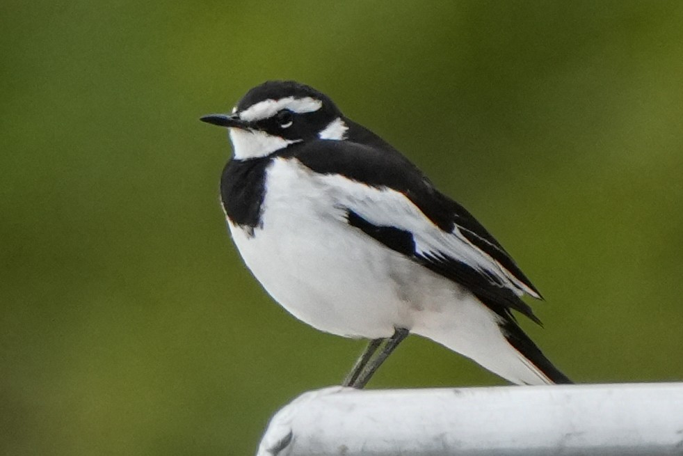 African Pied Wagtail - ML621024314