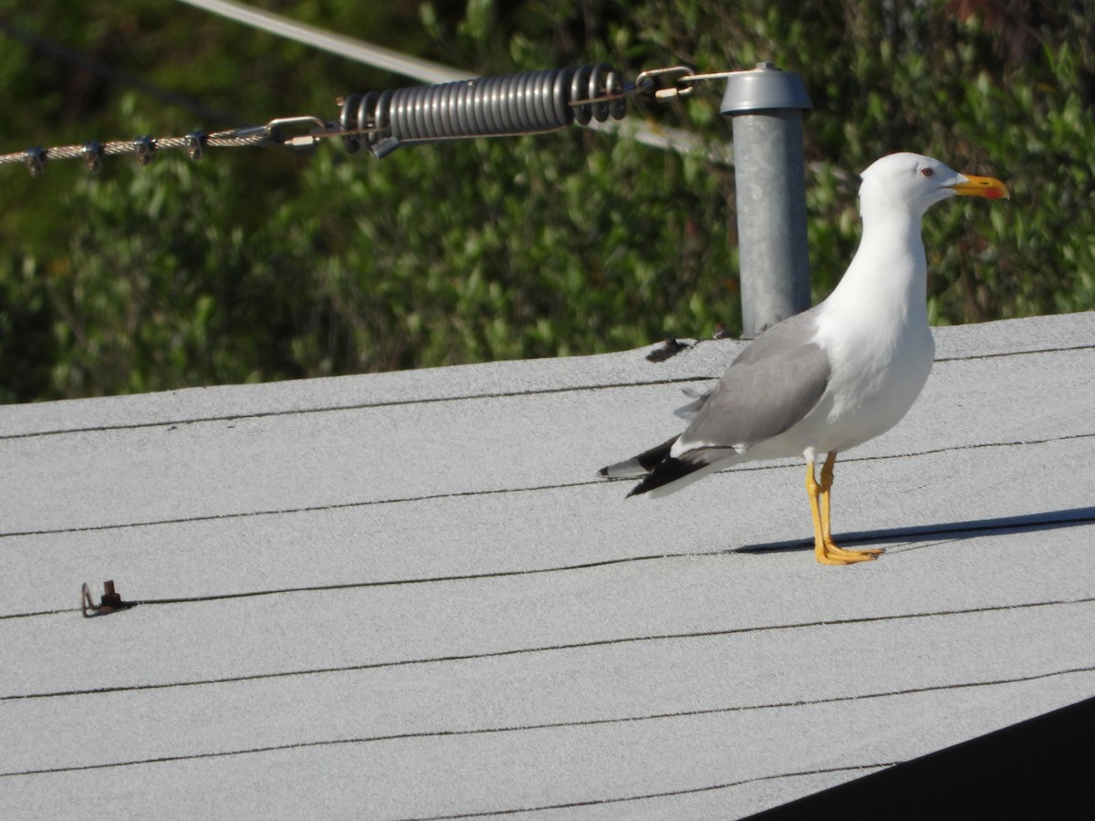 racek středomořský - ML621024326