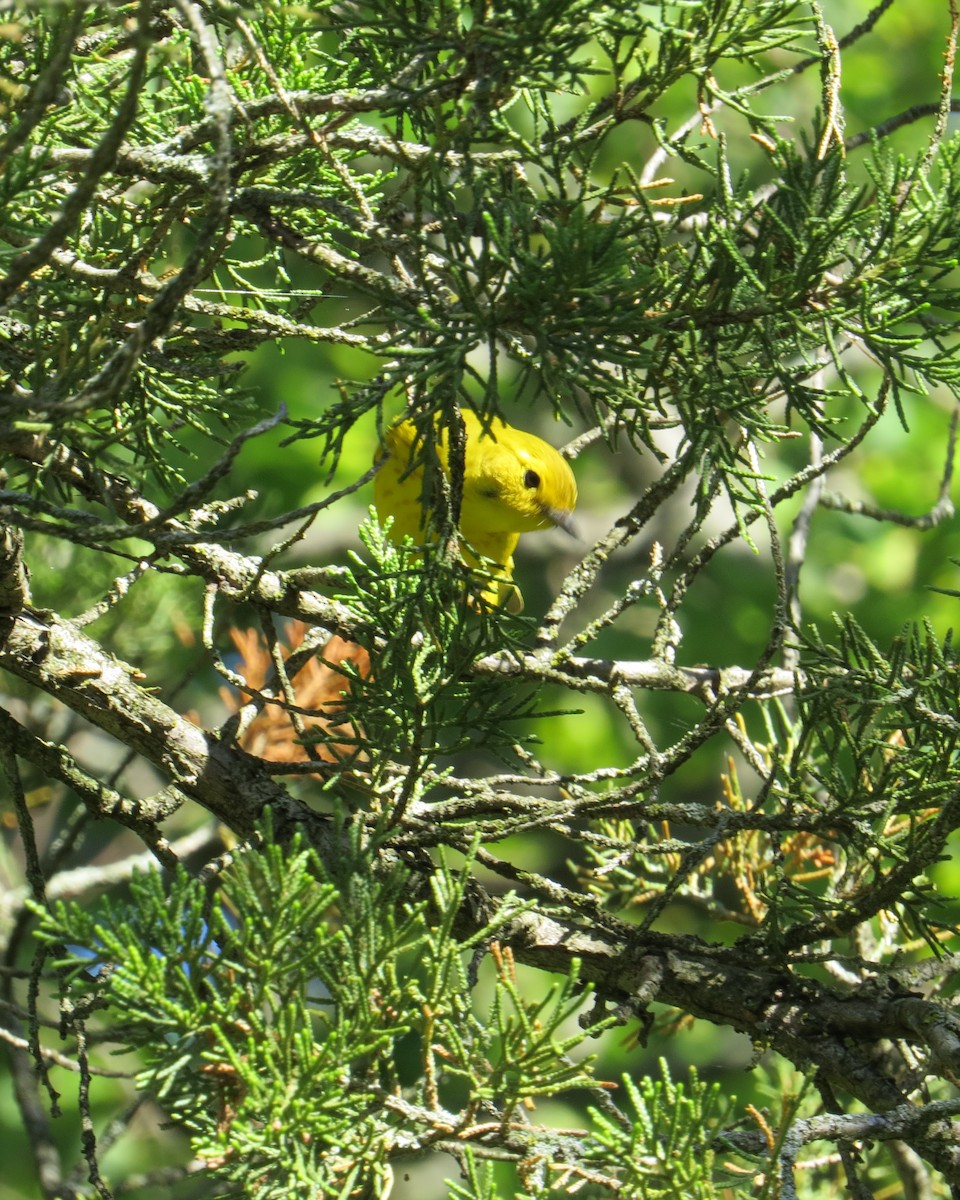 Yellow Warbler - ML621024328