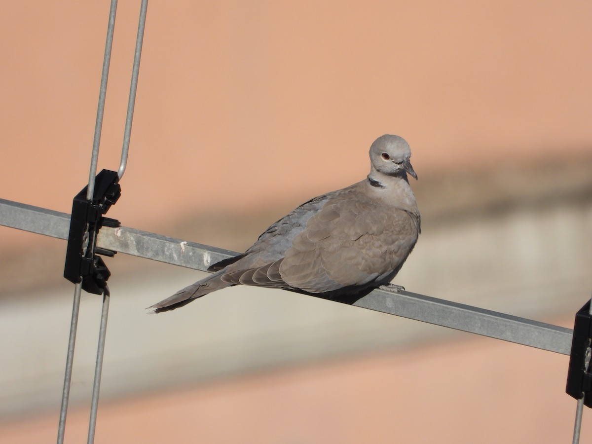 Eurasian Collared-Dove - ML621024330