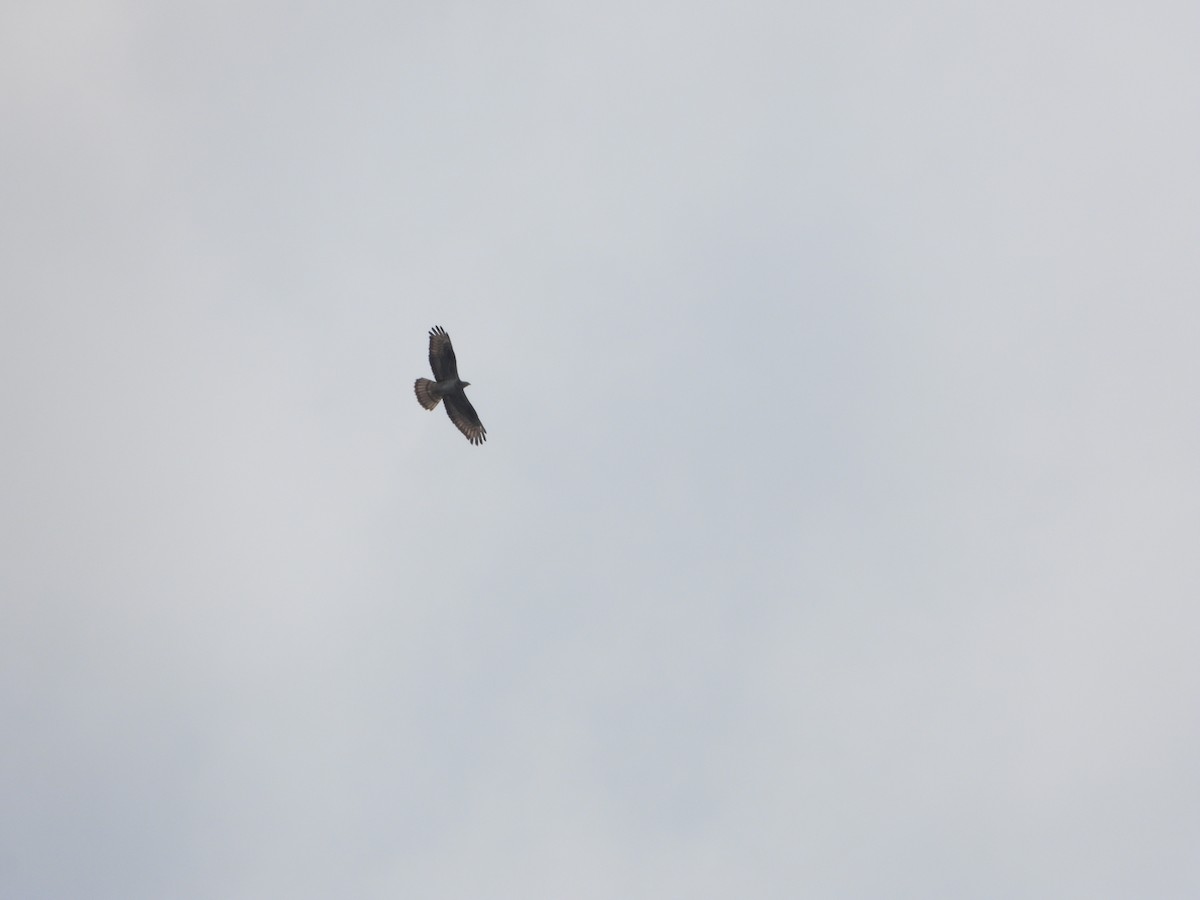 European Honey-buzzard - ML621024348