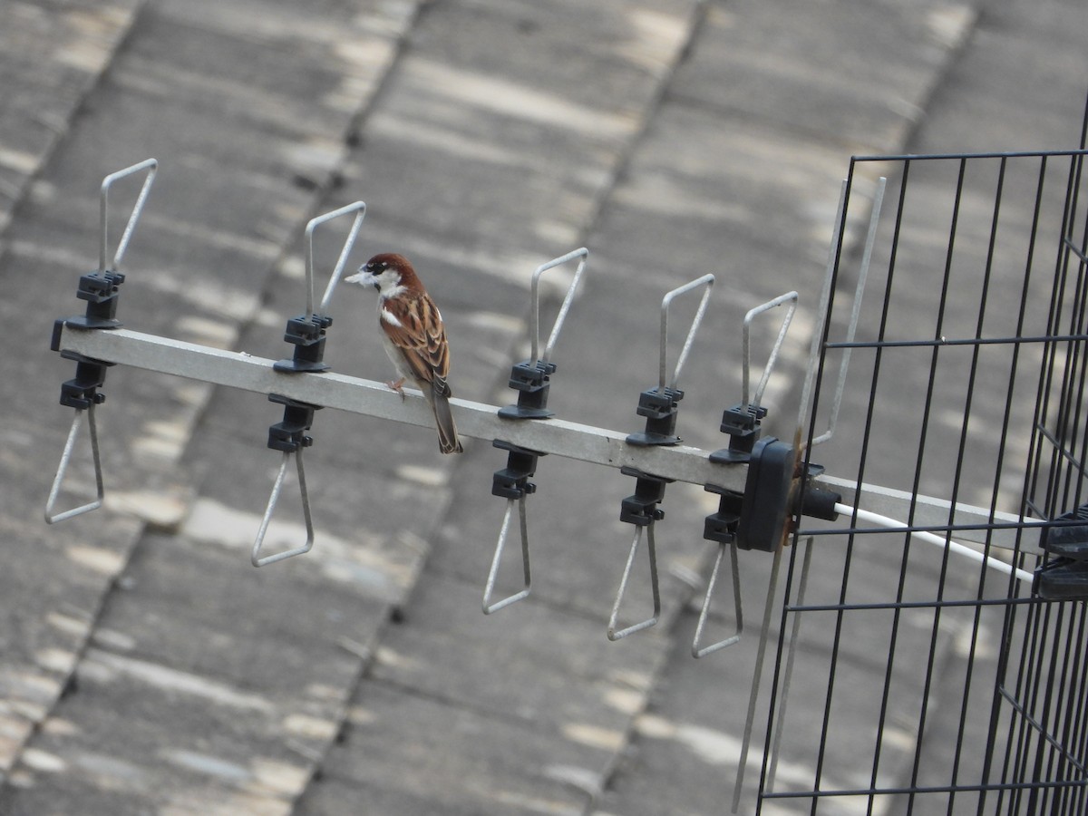 Italian Sparrow - ML621024359