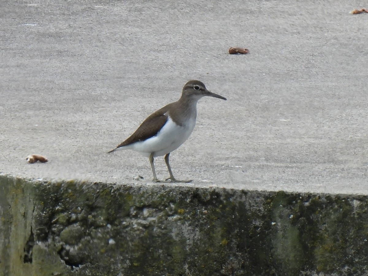 Common Sandpiper - ML621024375