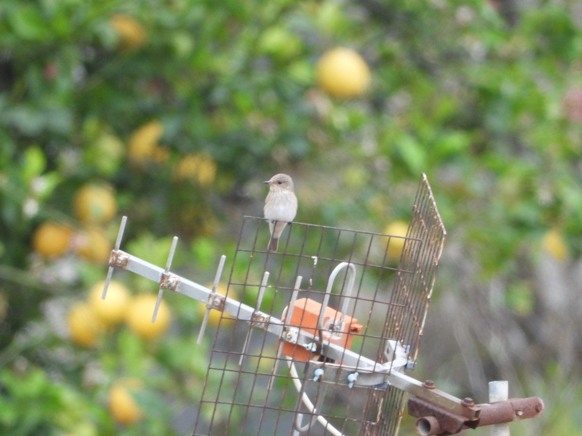 Spotted Flycatcher - ML621024377