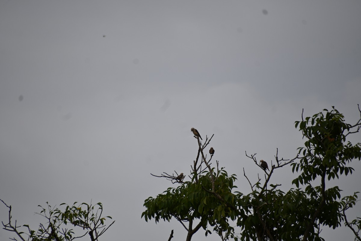 Chestnut-tailed Starling - Ian Baird