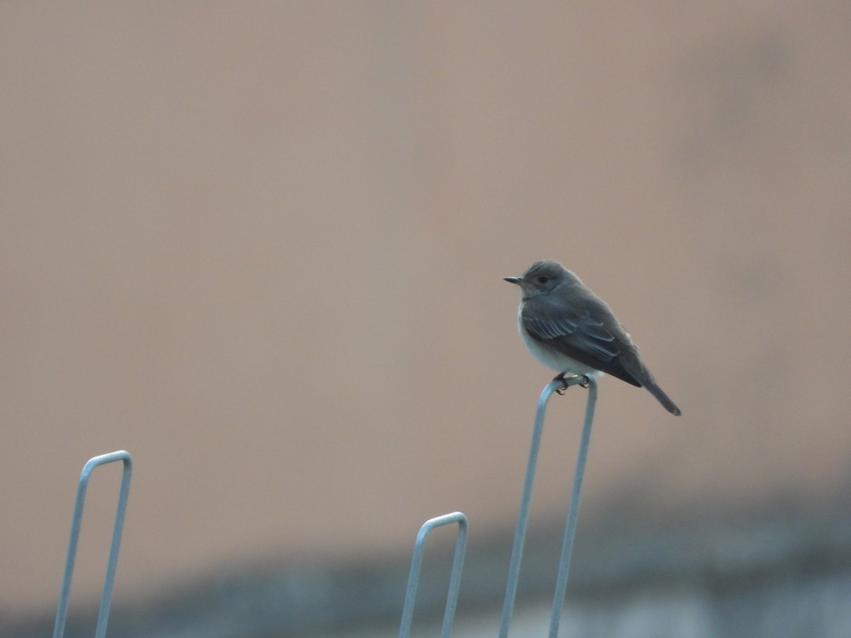 Spotted Flycatcher - ML621024392