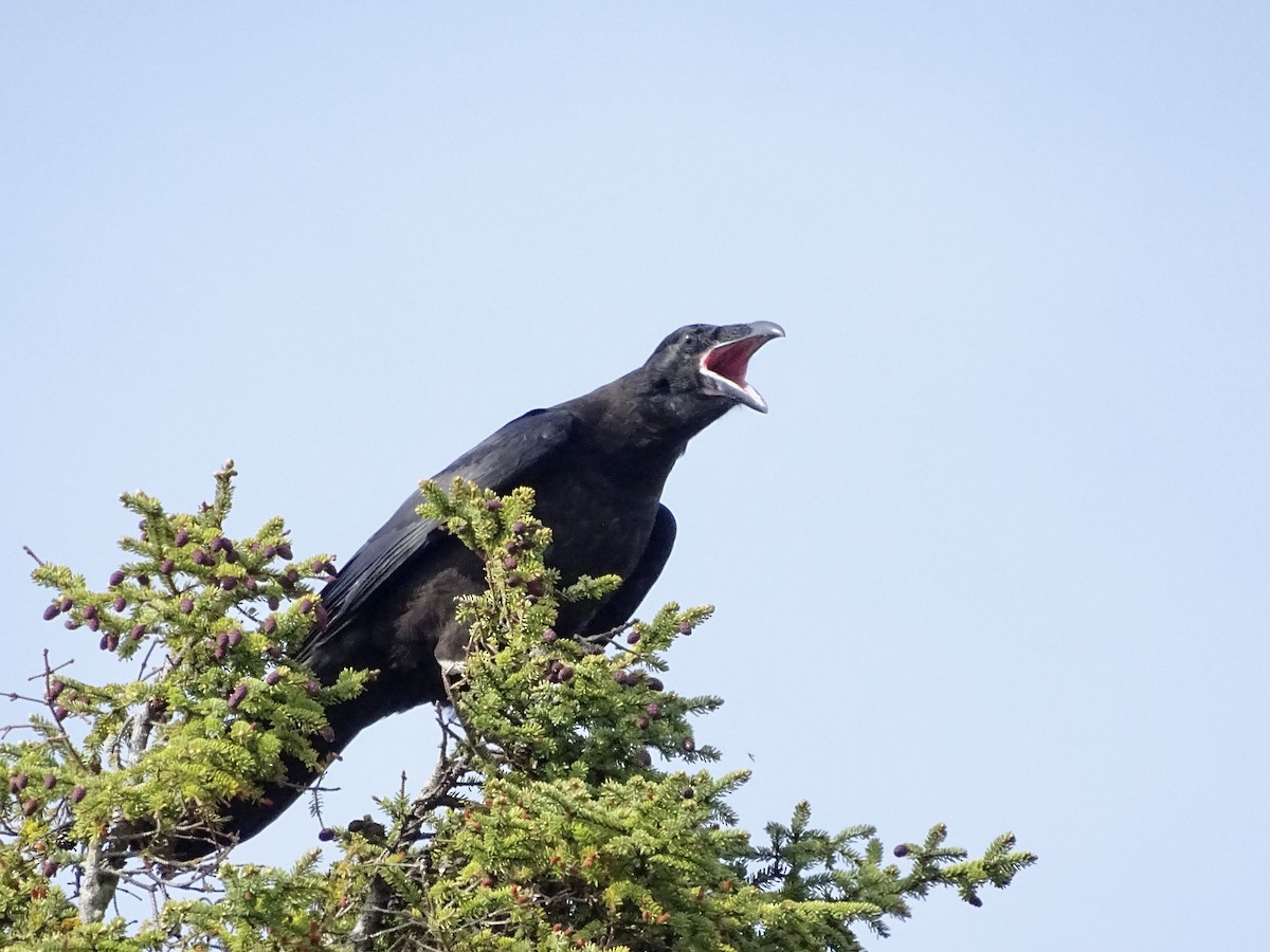 Common Raven - Léo-Paul Godderis 🦜