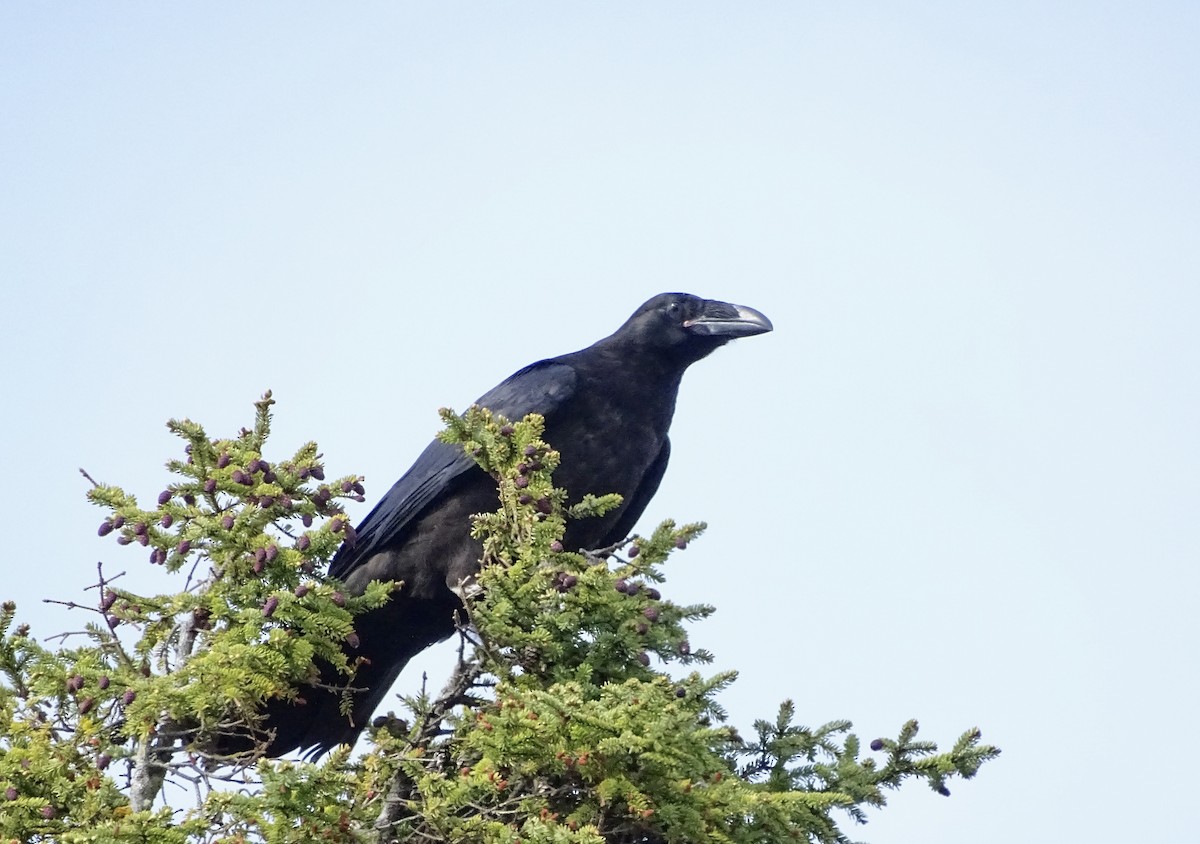 Common Raven - ML621024398