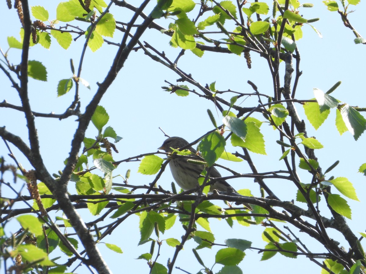 Redpoll (Lesser) - ML621024404