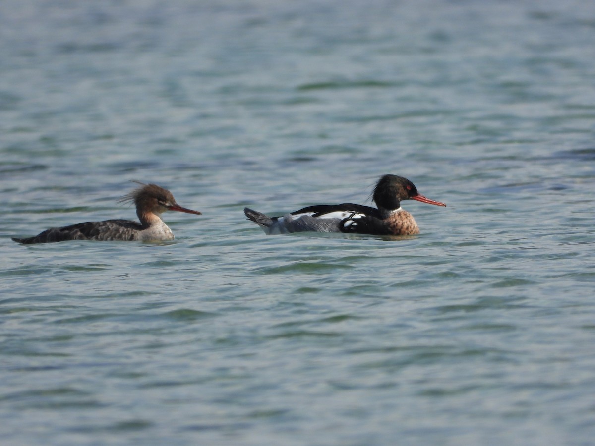 Red-breasted Merganser - ML621024408